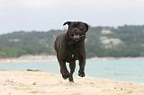 CANE CORSO 592